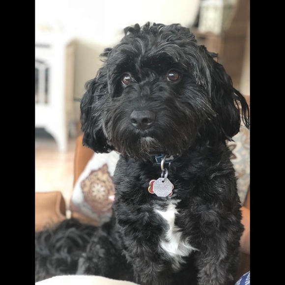 Meet your Posher, Sheri - Picture 3 of 4